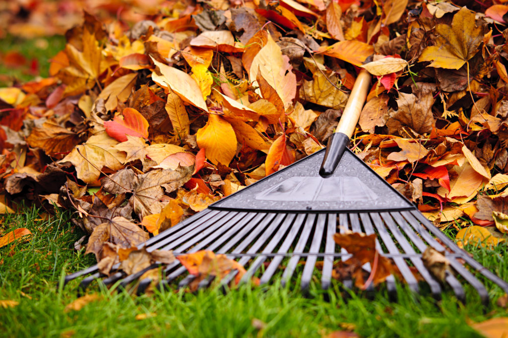 Lawn, lawn care, lawn care before winter, fertilization, mowing, weeding, sprinklers, aeration, prepare your lawn for winter